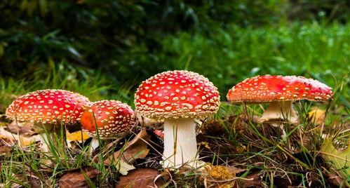 吃瓜爆料黑料蘑菇视频招商,带你走进幕后真相